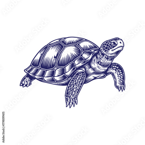 Detailed Engraving Style Sea Turtle Illustration in Blue Ink