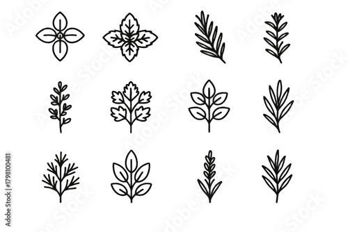 Icons plant parsley herb gardening tarragon basil icon dill leaves lavender vector