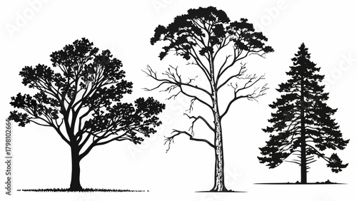 Landscape CAD Symbols, Trees, Plants, Shrubs & Rock Line Art for Architecture and Garden Plans