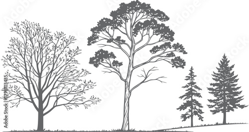 Landscape CAD Symbols, Trees, Plants, Shrubs & Rock Line Art for Architecture and Garden Plans