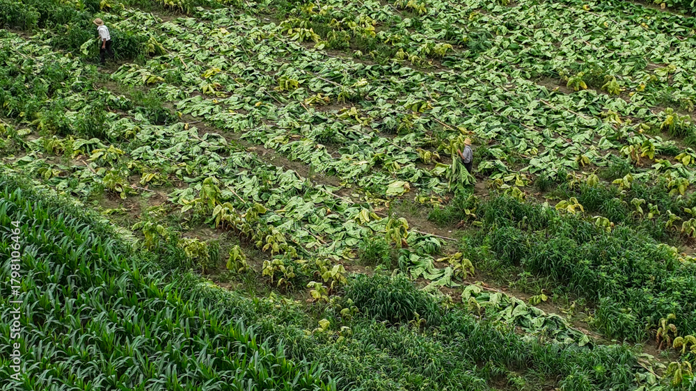 Fototapeta premium Two Amish farmers are seen working in a lush tobacco field filled with green crops. They carefully gather the leaves, showcasing a productive day of harvesting under the bright daylight.