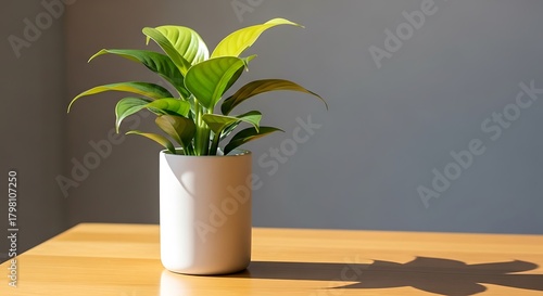 Peace lily in white pot on wooden table indoors