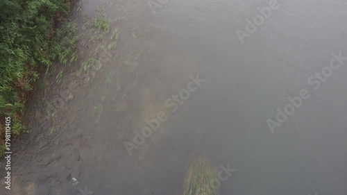 雨後の川辺に揺れる水草の季節感ある風景