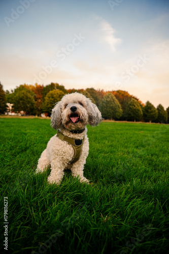 Dog on the grass