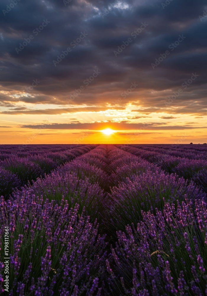 Obraz premium Vast field of vibrant purple lavender flowers blooming under a dramatic golden hour sunset sky. Tranquil summer scene, horizon, bloom, light