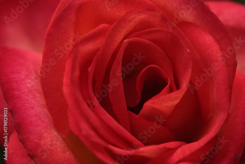 Wallpaper Mural Close-up selective soft focus red color Rose flower bud Petals. Smoke Natural blur natural background. Torontodigital.ca