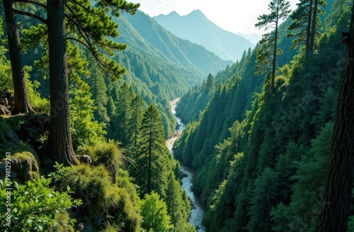 View from above of the forest with clear trails and wildlife. High quality photo