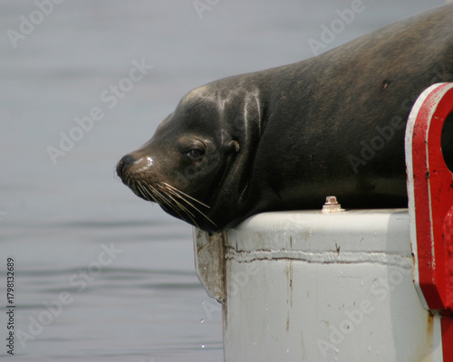 Sea Lion languishing on navigation buoy