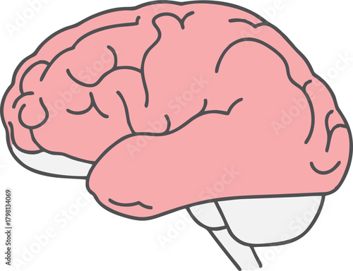 vector human brain isolated on white