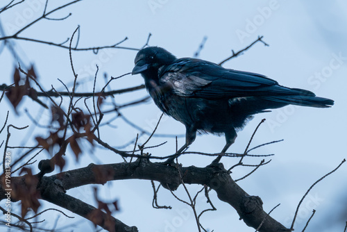 American crow perched in a bare tree.