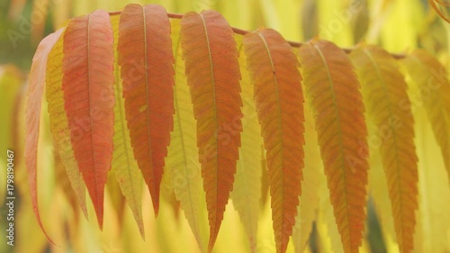 Fall Colors Texture: Detailed shot of the changing, fern-like Sumac leaves, transitioning from red to orange