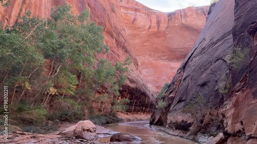 Sunlit red cliffs and green cottonwoods along the trail in Coyote Gulch