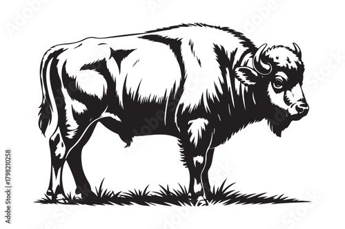 Detailed black and white illustration of a majestic bison standing in grass