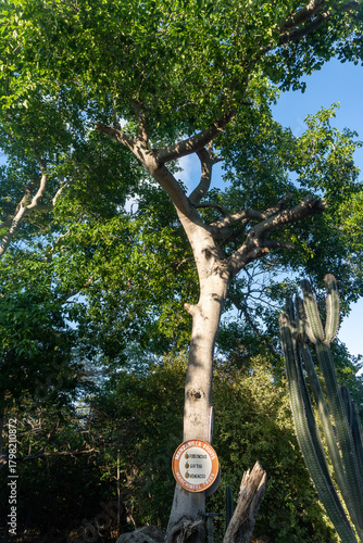 Manchineel tree (Hippomane mancinella). Spanish name is manzanilla de la muerte (little apple of death). One of the most toxic trees in world. Sap, bark, leaves, and fruit contain numerous toxins.