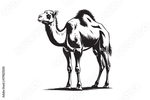 Black and white illustration of a dromedary camel