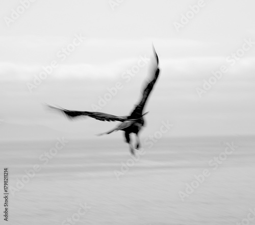 Abstract Black-and-White Bird in Flight with Motion Blur Over the Ocean