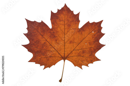 Warm orange and brown maple leaf isolated on a transparent background, symbolizing the autumn season, nature, and foliage