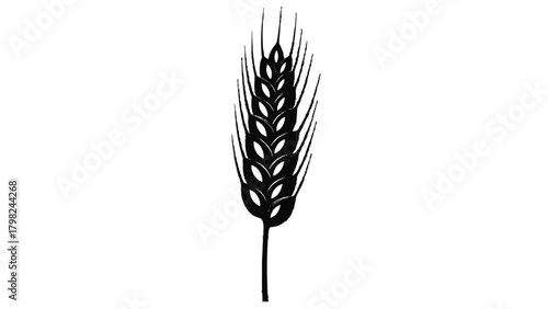 Vector illustration of black silhouette of a single wheat stalk isolated on transparent background on a transparent background