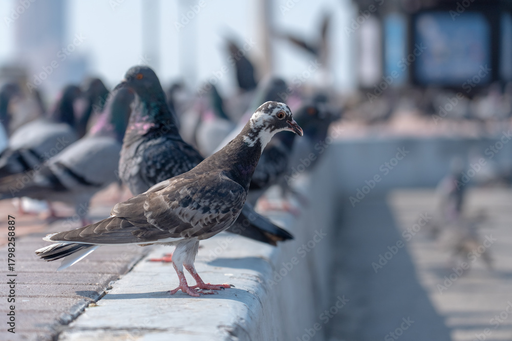 Obraz premium Pigeons on the street, brown and white