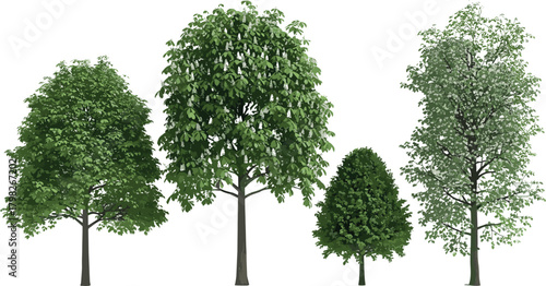 A realistic rendering of four distinct deciduous trees with lush green summer foliage, isolated on a white background for architectural or environmental design