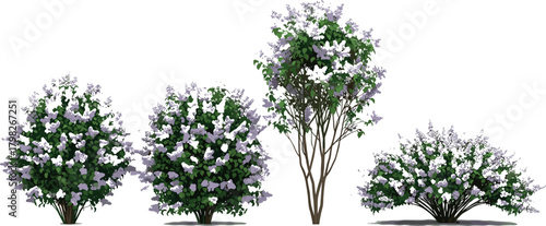 Vibrant collection of diverse flowering lilac bushes and an ornamental tree, ideal natural plant elements for landscaping, garden design, and architectural visualization projects