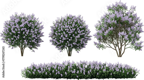 Collection of vibrant purple lilac bushes and a neat flowering hedge, perfect for springtime garden scenes and landscape design elements, beautifully isolated on white background