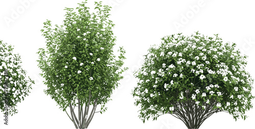 Flowering Bush Arrangement Lush Greenery with White Blossoms