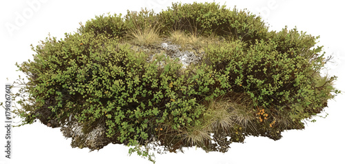 A detailed cutout of a dense, circular patch of wild green bushes and shrubs isolated on a white background