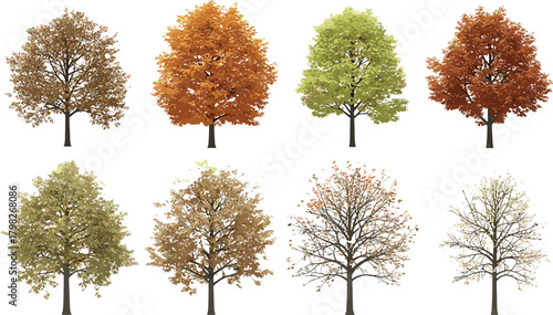 A versatile set of deciduous trees, demonstrating the seasonal progression from vibrant autumn foliage to stark bare winter branches, isolated on a white background