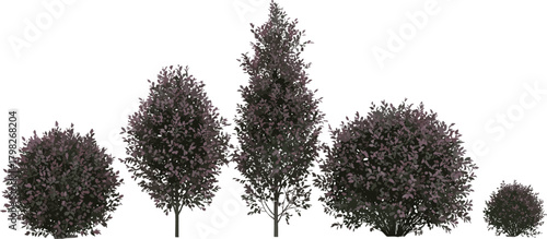 Collection of Ornamental Trees with Burgundy Foliage for Garden Design