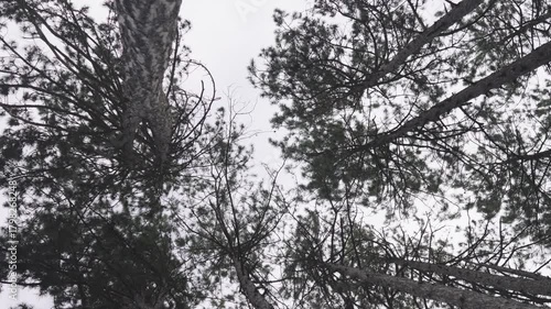 Looking up at tall pine trees against an overcast sky