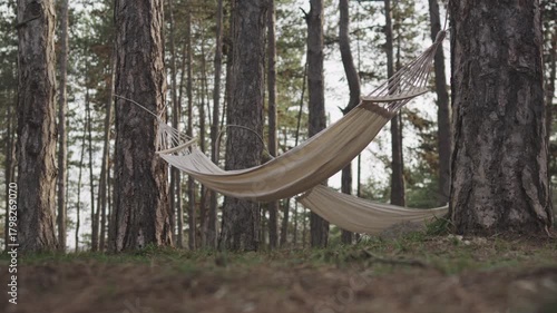 Empty hammocks swinging in a pine forest