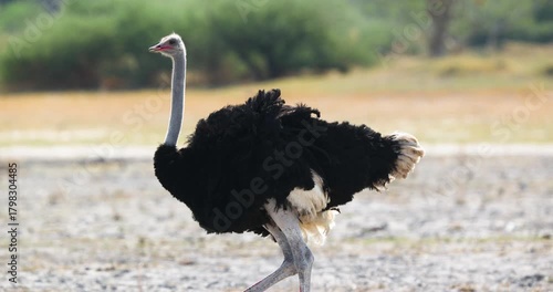 Large Common ostrich walking on a dry plain during a drought in Moremi Game Reserve in Botswana