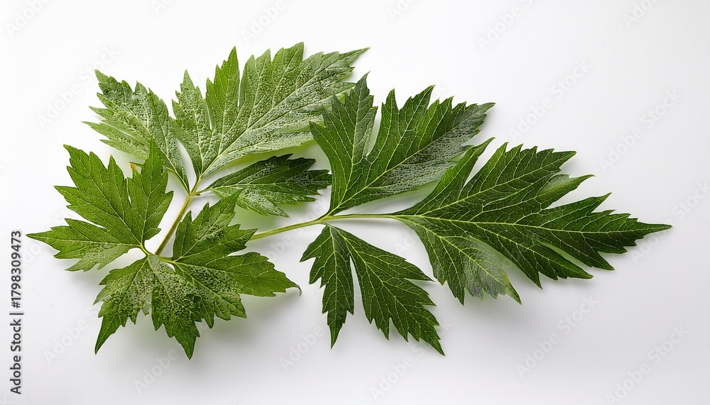 Fototapeta premium Angelica Keiskei Ashitaba Or Tomorrow S Leaves On White Background