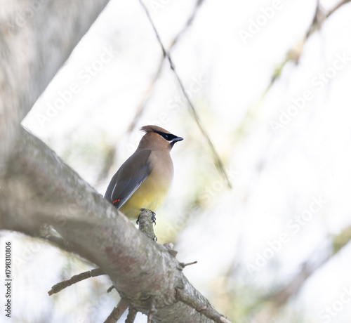 Schilderij op canvas Male Cedar Waxwing bird on a thick branch with soft light background
