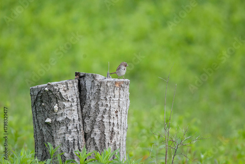 A Song Sparrow perched on an old stump