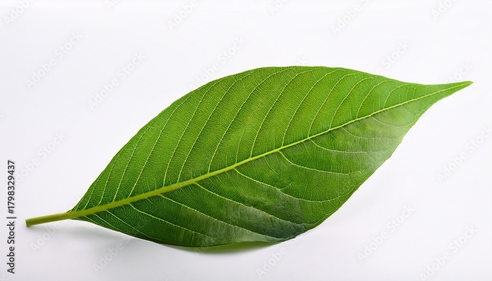Fototapeta premium Single Green Leaf On White Background 1