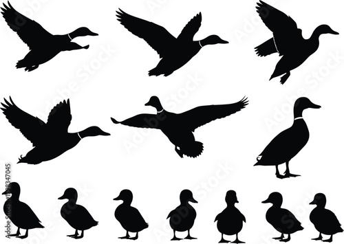 Black duck silhouette collection of flying and standing ducks, wild bird vector illustration set for nature, wildlife, and design projects