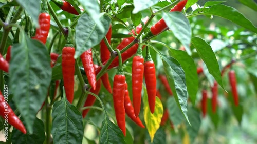 Red chili pepper plant growing healthy ripe produce outdoors