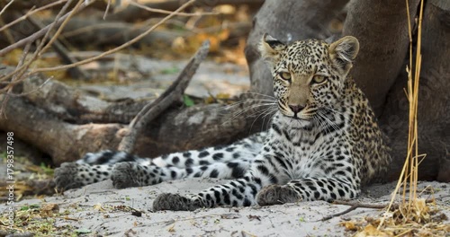 Young Leopard resting under a tree in Savuti, Chobe National Park in Botswana