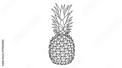 Detailed outline drawing of a tropical pineapple fruit illustration