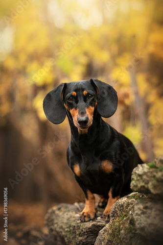 dachshund standing majestically on a stone against the backdrop of an autumn forest, magical warm light, beautiful dog portraits