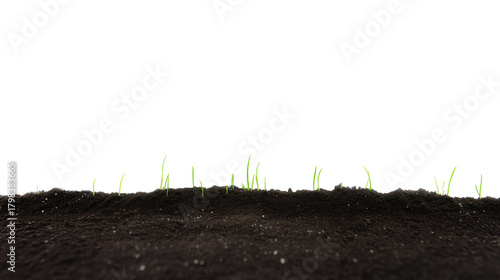 Close-up of sprouting green plants in dark fertile soil on transparent background