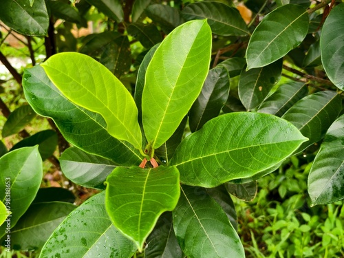 Wallpaper Mural young cempedak leaves in the morning Torontodigital.ca