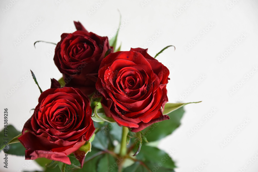 Obraz premium 赤い薔薇