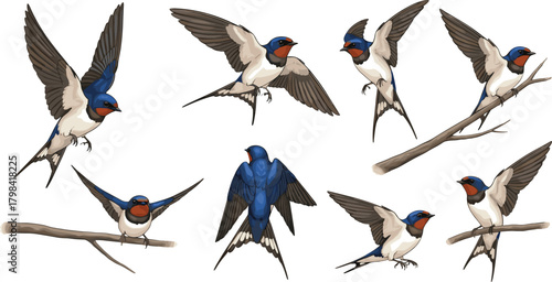 Barn swallow, cartoon birds, flying poses, perched swallows, forked tail, blue feathers, red throat, nature illustration, bird anatomy, wildlife, educational, graceful