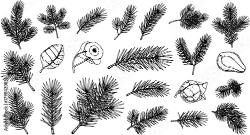 Black and White Sketch Illustration of Various Pine Needles and Pine Cones on a White Background