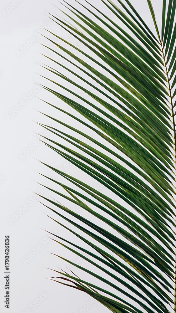 Fototapeta premium Close-up of a vibrant green palm leaf against a clean white background.
