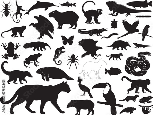 Amazon Animals Collection