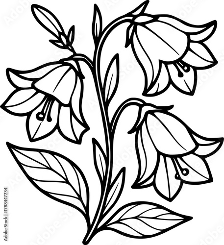 outline illustration of bellflower for coloring page